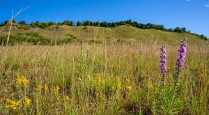 Spring Green Prairie Wildflowers